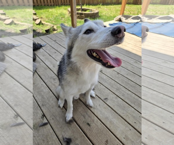 Medium Photo #1 Siberian Husky-Unknown Mix Puppy For Sale in Columbus, IN, USA
