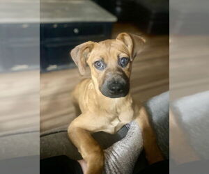 Misty - Female Black Mouth Cur-Unknown Mix Dog for Adoption - Photo #6