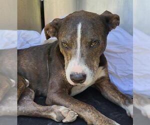 American Staffordshire Terrier-Unknown Mix Dogs for adoption in San Antonio, TX, USA