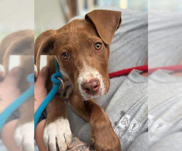 Medium Photo #12 Lab-Pointer Puppy For Sale in Bethesda, MD, USA