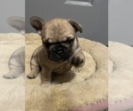 Small Photo #3 French Bulldog Puppy For Sale in EMORY, TX, USA