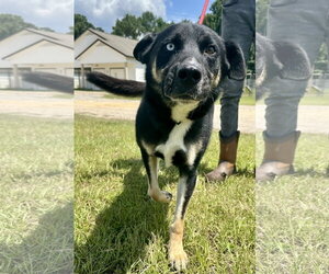 Caleb Dixon - Male Siberian Husky-Unknown Mix Dog for Adoption - Photo #8