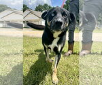 Small #7 Siberian Husky Mix