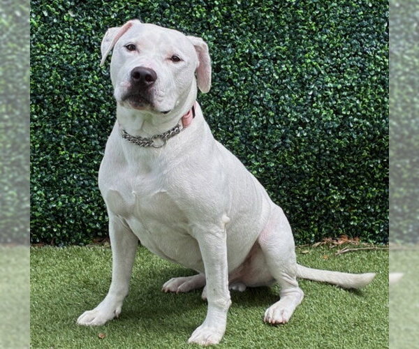 Medium Photo #1 Mutt Puppy For Sale in Naples, FL, USA