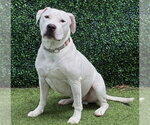 ZEUS - Male Mutt Dog for Adoption - Small photo