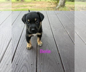 Labrador Retriever-Unknown Mix Dogs for adoption in The Woodlands, TX, USA