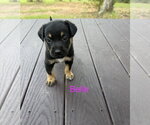 Belle - Female Labrador Retriever-Unknown Mix Dog for Adoption - Small photo