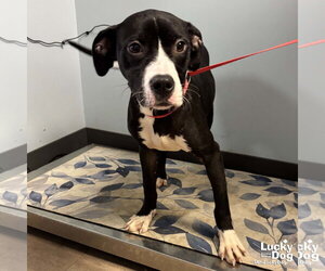 Boxador Dogs for adoption in Washington, DC, USA