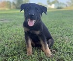 Puppy 5 German Shepherd Dog