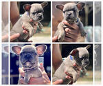 Small #1 French Bulldog