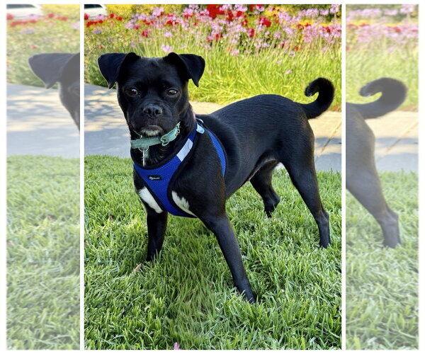 Medium Photo #5 Pug-Unknown Mix Puppy For Sale in Lake Elsinore, CA, USA