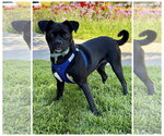 Small #4 Pug Mix