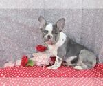Small Photo #3 French Bulldog Puppy For Sale in WOOSTER, OH, USA