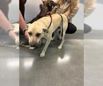 Small German Shepherd Dog Mix