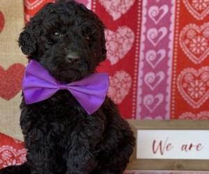 Goldendoodle Puppy for sale in LANCASTER, PA, USA
