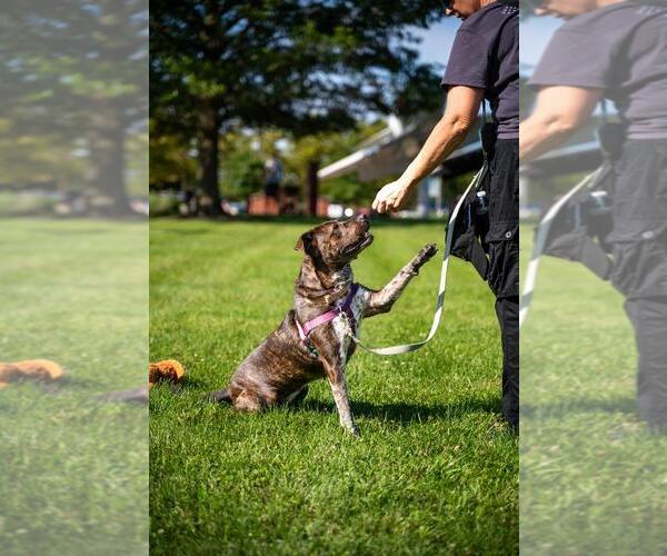 Medium Photo #4 American Staffordshire Terrier-Unknown Mix Puppy For Sale in Lawrenceville, NJ, USA