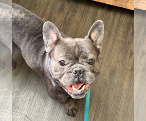 French Bulldog-Unknown Mix Dogs for adoption in Pittsburg, CA, USA