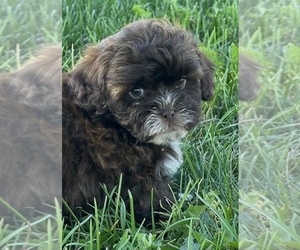 ShihPoo Puppy for sale in SILEX, MO, USA