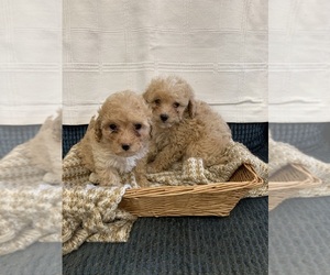 Cavapoo Puppy for sale in MORGANTON, NC, USA