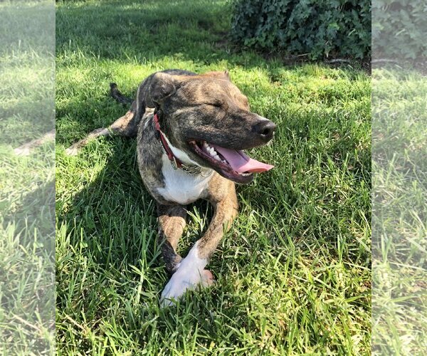 Medium Photo #4 American Pit Bull Terrier-Unknown Mix Puppy For Sale in San Bernardino , CA, USA