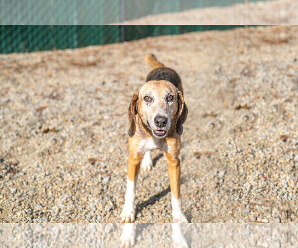 Medium Photo #3 Mutt Puppy For Sale in Hilton Head, SC, USA