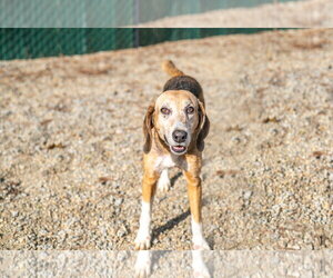 Beatrice - Female Mutt Dog for Adoption - Photo #3