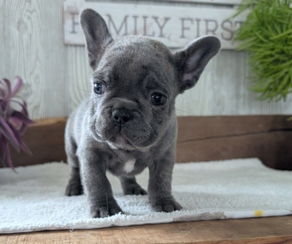 Medium Photo #13 French Bulldog Puppy For Sale in GOSHEN, IN, USA