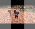 Small Photo #11 Doberman Pinscher Puppy For Sale in DAMASCUS, OR, USA