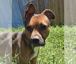 Small #1 American Staffordshire Terrier Mix