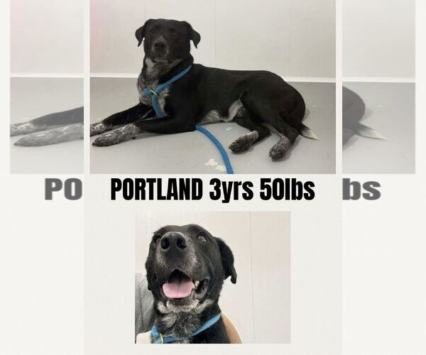 Medium Photo #1 Retriever -Unknown Mix Puppy For Sale in Woodbury, NY, USA