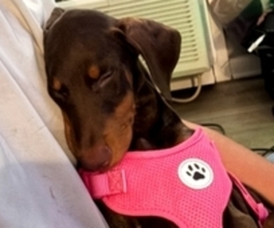 Doberman Pinscher Puppy for sale in WILMINGTON, NC, USA