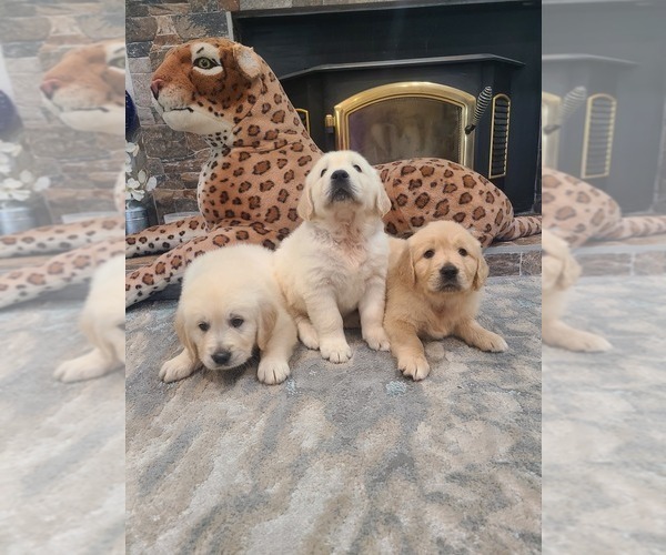 Medium Photo #8 Golden Retriever Puppy For Sale in ELVERTA, CA, USA