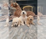 Small Photo #8 Golden Retriever Puppy For Sale in ELVERTA, CA, USA