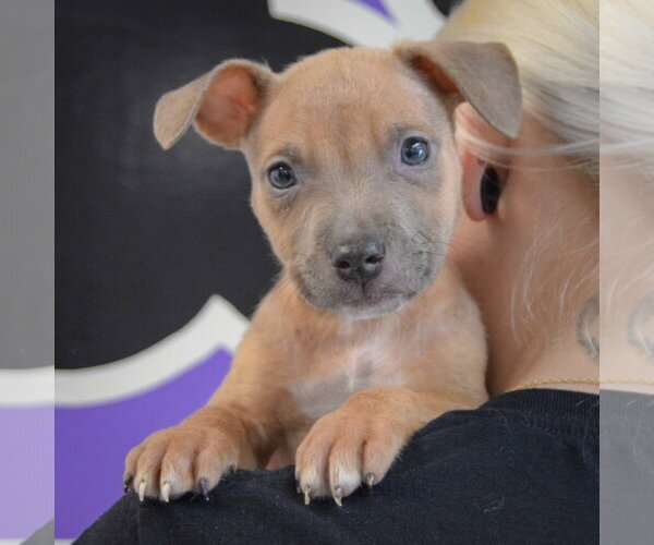 Medium Photo #6 American Staffordshire Terrier-Boxer Mix Puppy For Sale in Huntley, IL, USA