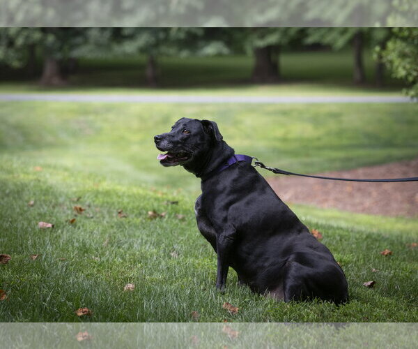 Medium Photo #6 Mutt Puppy For Sale in Arlington, VA, USA