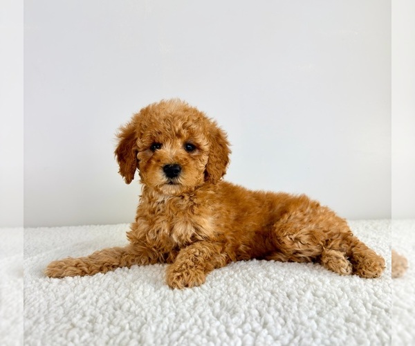 Medium Photo #3 Goldendoodle (Miniature) Puppy For Sale in GREENFIELD, IN, USA