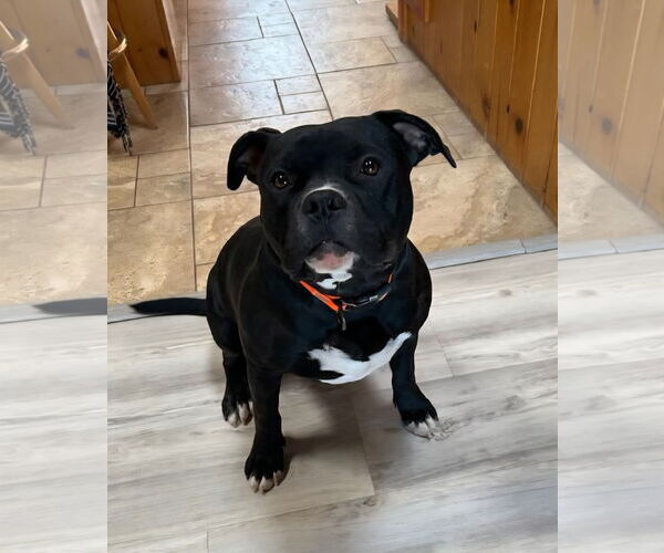 Medium Photo #2 American Staffordshire Terrier-Bulldog Mix Puppy For Sale in Albuquerque, NM, USA