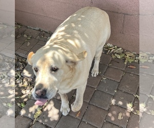 Labrador Retriever Dog for Adoption in WHITTIER, California USA