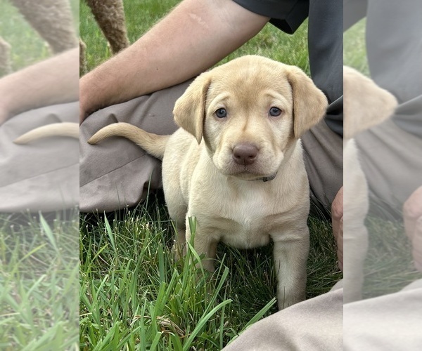 Medium Photo #1 Labrador Retriever Puppy For Sale in FREDERICKSBG, OH, USA