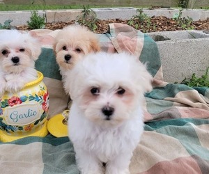 Maltipoo (Toy) Puppy for sale in BRANSON, MO, USA