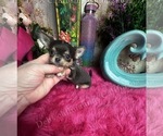 Small #3 Chihuahua