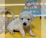 Small Photo #4 English Cream Golden Retriever Puppy For Sale in DEARBORN, MO, USA