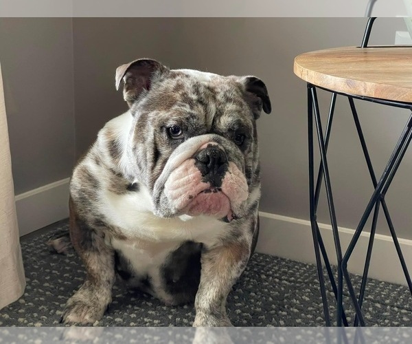 Medium Photo #1 Bulldog Puppy For Sale in BLOOMINGTON, IL, USA