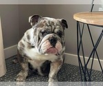 Small Photo #1 Bulldog Puppy For Sale in BLOOMINGTON, IL, USA