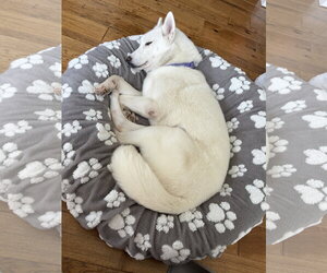 Luna - Female Siberian Husky Dog for Adoption - Photo #3
