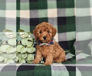 Goldendoodle (Miniature) Puppy for sale in NOTTINGHAM, PA, USA