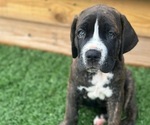 Puppy 2 Cane Corso