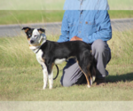 Small #1 Australian Shepherd Mix