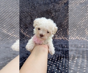 Poodle (Toy) Puppy for sale in JEFFERSONVILLE, IN, USA