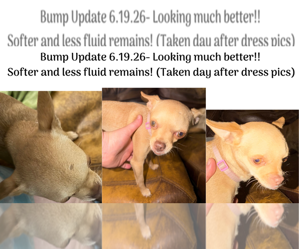 Medium Photo #4 Chihuahua Puppy For Sale in Holly Springs, NC, USA